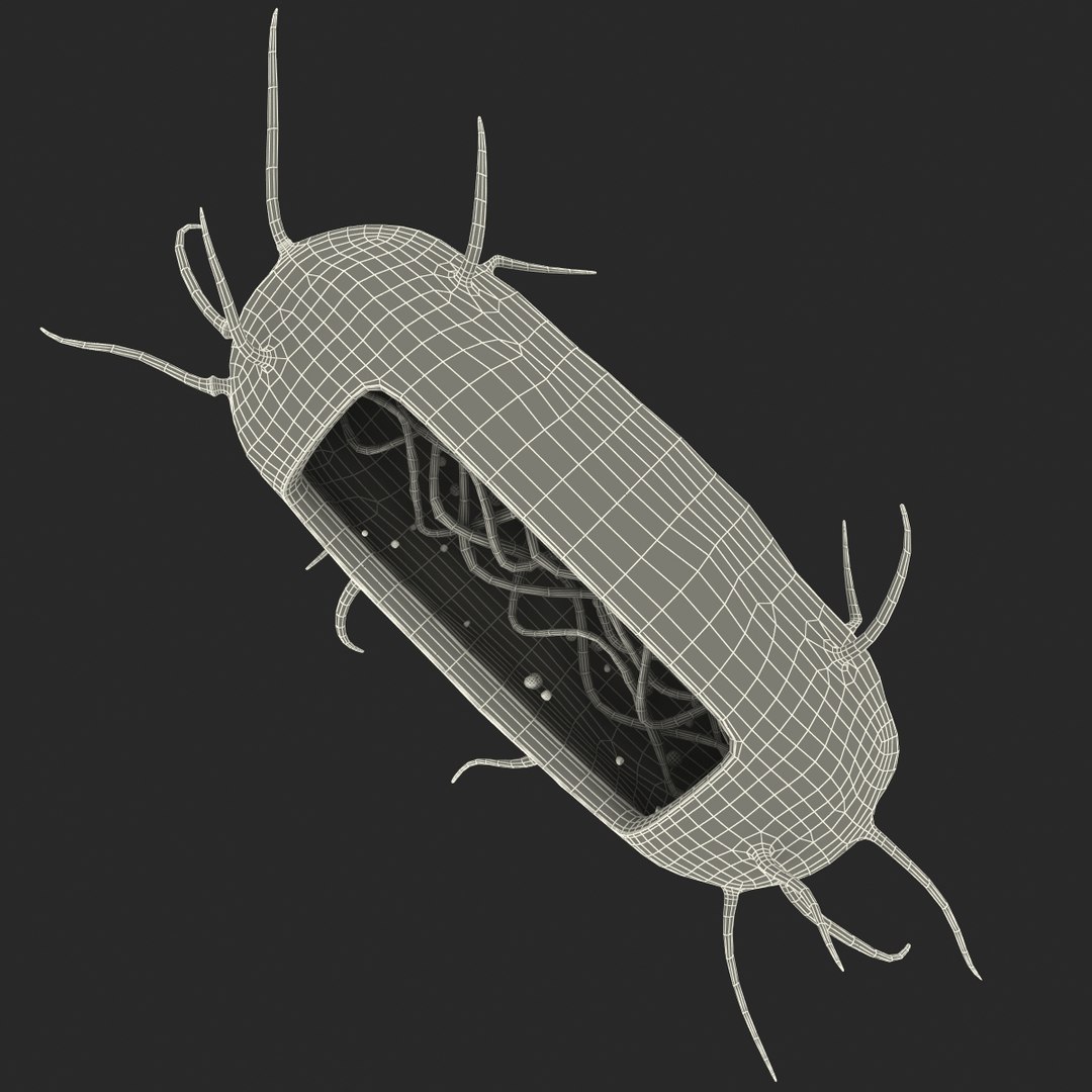 3d bacillus https://p.turbosquid.com/ts-thumb/sB/VZq1sw/ZhGmAImc/bacillus_175/jpg/1395714873/1920x1080/fit_q87/ce324d5b0b3ca2b884ccb754cbc8f170acae09a2/bacillus_175.jpg
