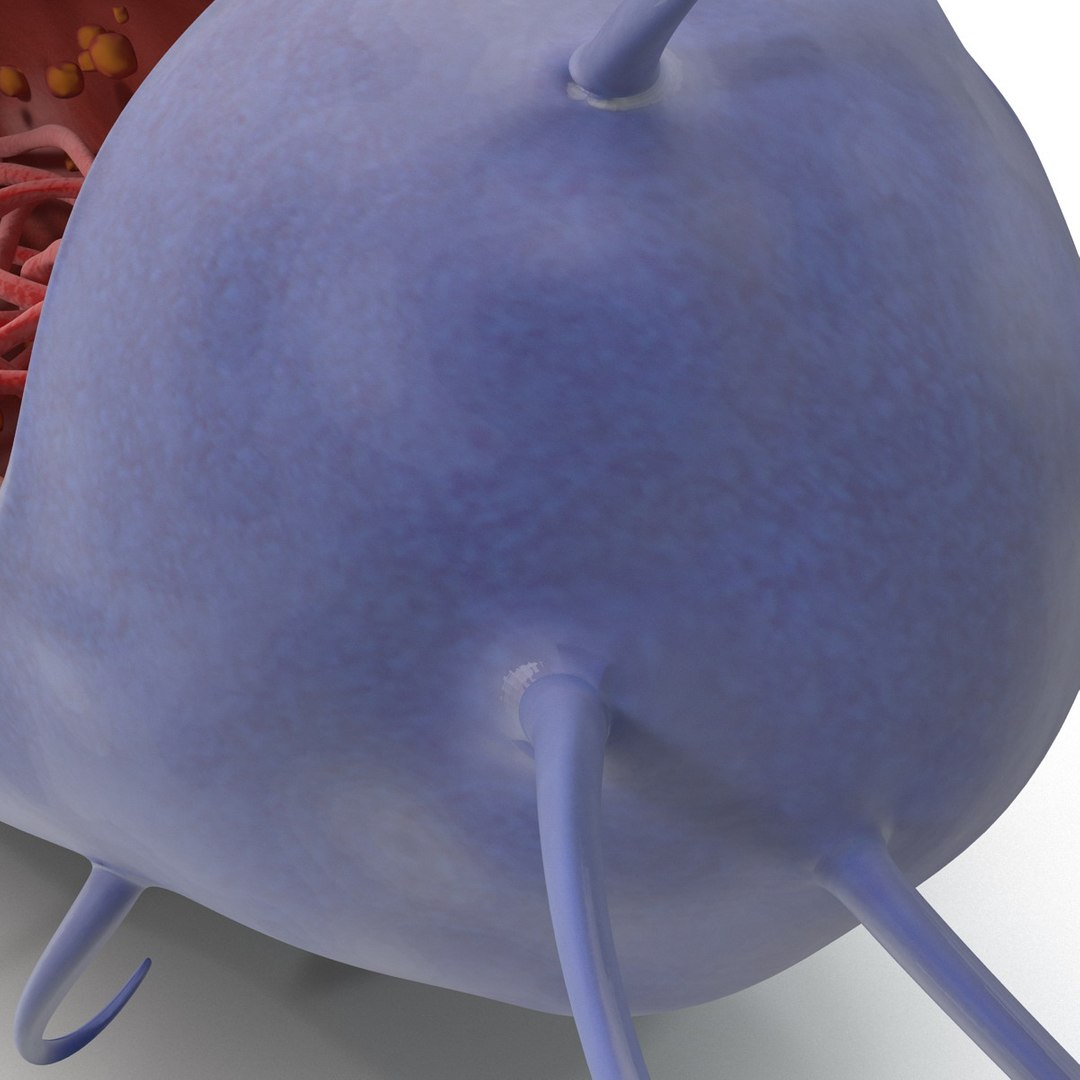 3d bacillus https://p.turbosquid.com/ts-thumb/sB/VZq1sw/qdUXPLjb/bacillus_168/jpg/1395714847/1920x1080/fit_q87/73aaec9789a57b64d342f7408c4322f9b7eb90c4/bacillus_168.jpg