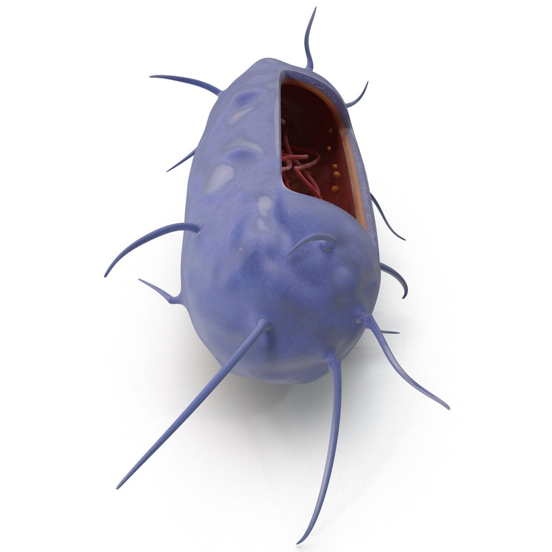 3d bacillus https://p.turbosquid.com/ts-thumb/sB/VZq1sw/xuZD8KiG/bacillus_158/jpg/1395714820/1920x1080/fit_q87/04f6d8fdc5f6a2e20c03f63f174c4dcd56ce1161/bacillus_158.jpg