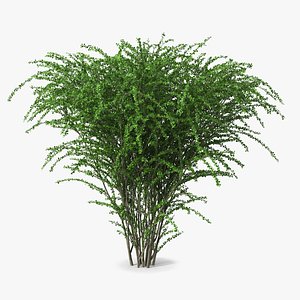 3D Berberis Green Bush model