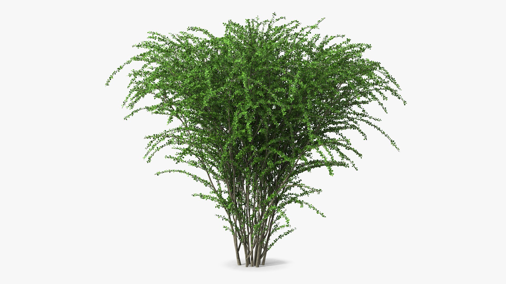 Berberis Green Bush 3D model preview