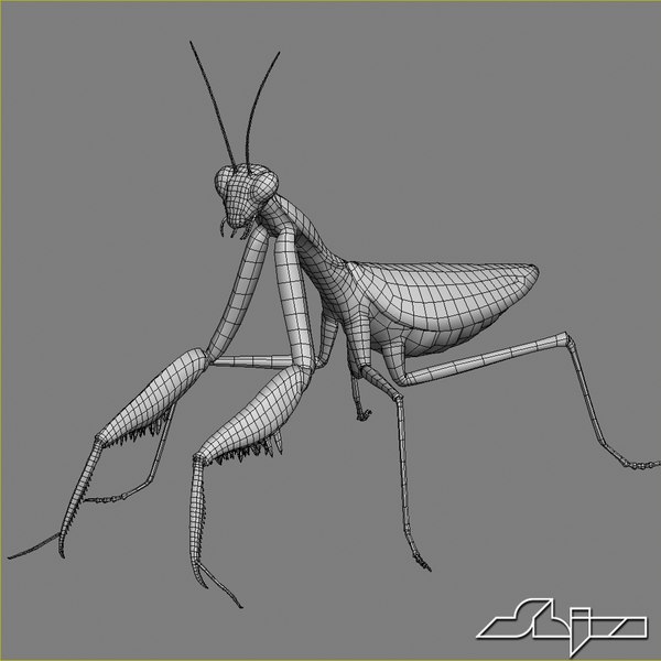 maya mantis religiosa 1