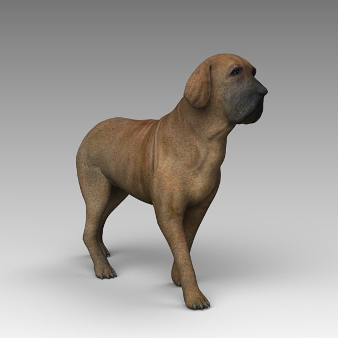 3D Fila Brasileiro Model - TurboSquid 1276974