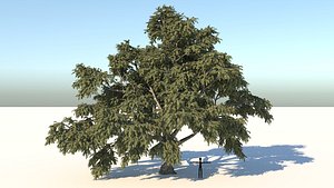 realistic cork tree leaves 3D