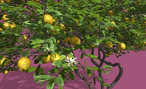 3D model lemon fruit tree
