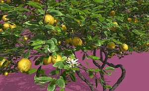 Lemon fruit tree
