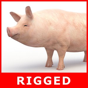 pig rigging 3D model