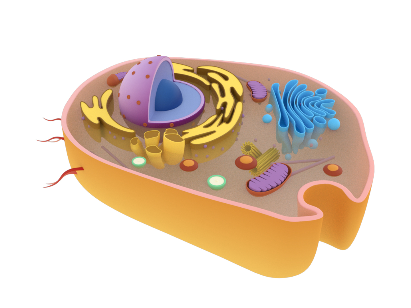 3d animal cell diagram without labels