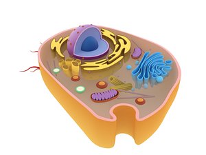 Animal Cell
