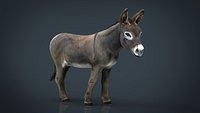 Realistic Donkey