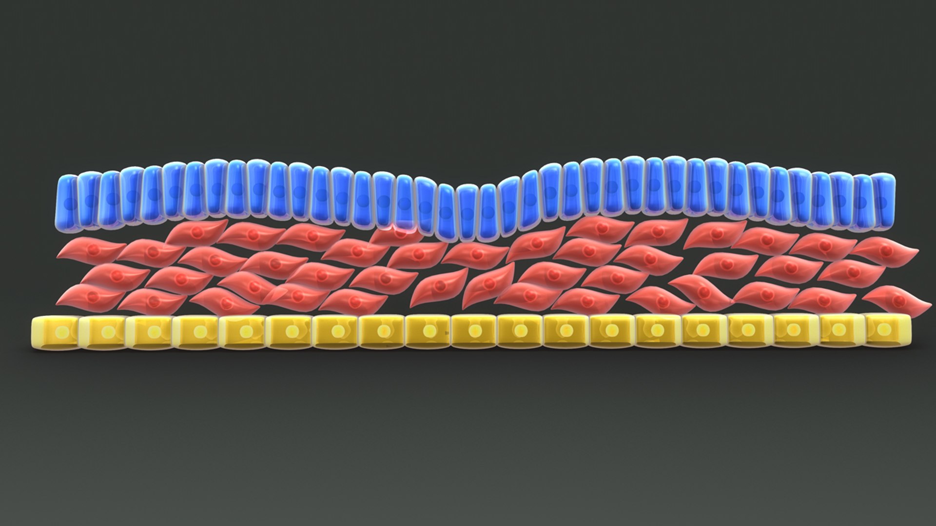 3d Model Of Definitive Endoderm Mesoderm