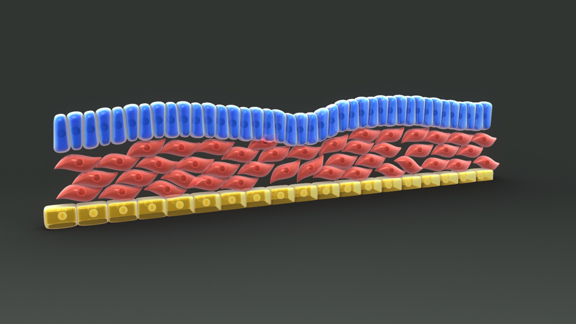 3d Model Of Definitive Endoderm Mesoderm
