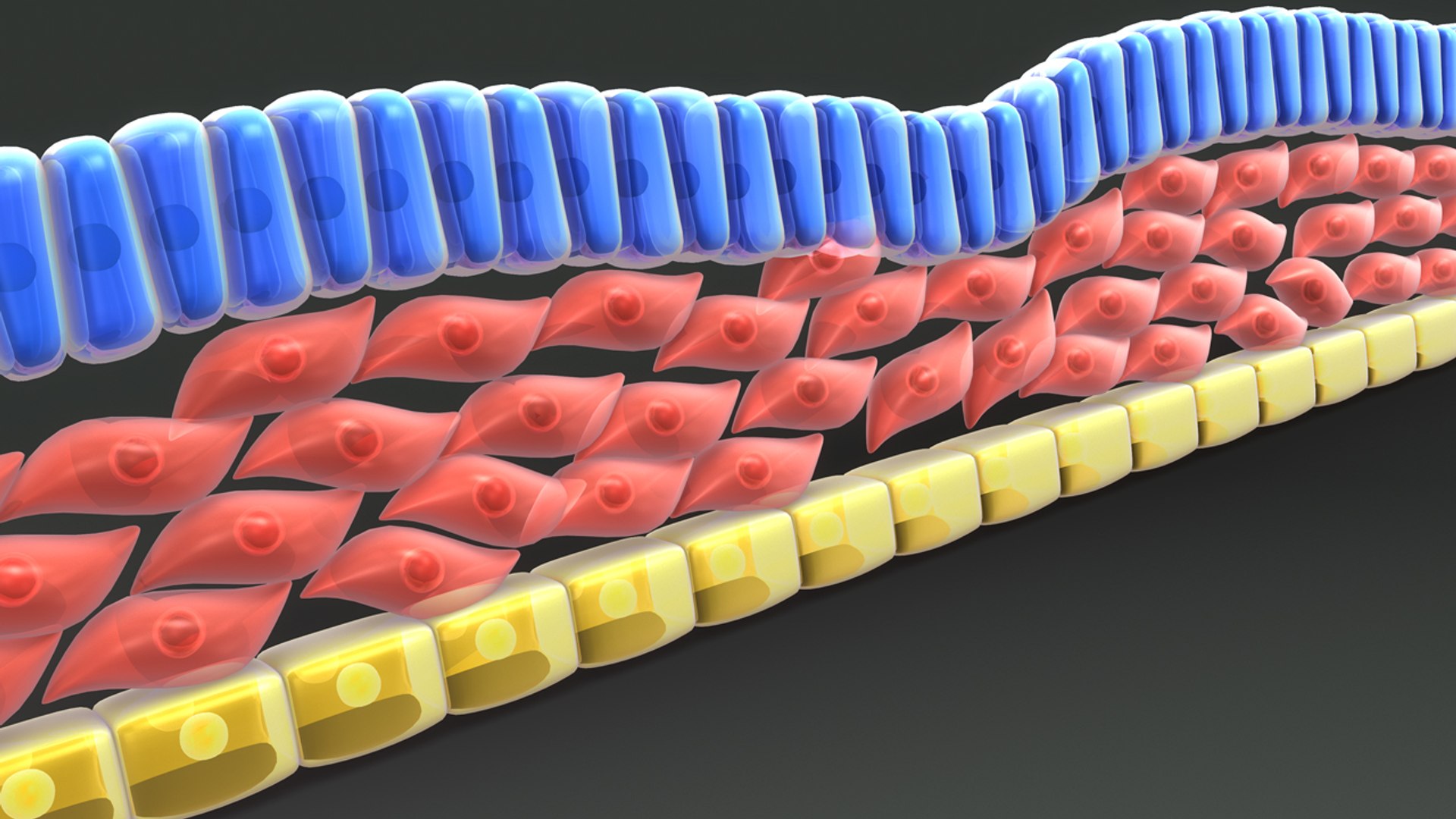 3d Model Of Definitive Endoderm Mesoderm