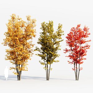 Acer saccharinum d