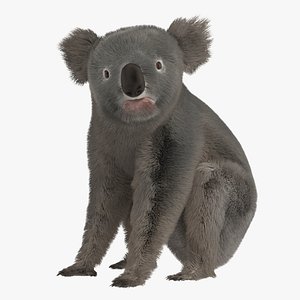 3d phascolarctos koala bear