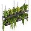 Collection plante vol 439 - suspendu - ampelous - palmier - - pothos - 3dsmax - cinema 4d