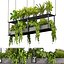 Collection plante vol 439 - suspendu - ampelous - palmier - - pothos - 3dsmax - cinema 4d