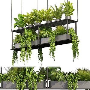 Collection plant vol 439 - hanging - ampelous - palm - - pothos - 3dsmax - cinema 4d