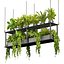 Collection plante vol 439 - suspendu - ampelous - palmier - - pothos - 3dsmax - cinema 4d