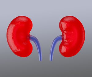 kidneys human body 3D
