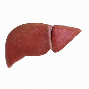 3D model human liver
