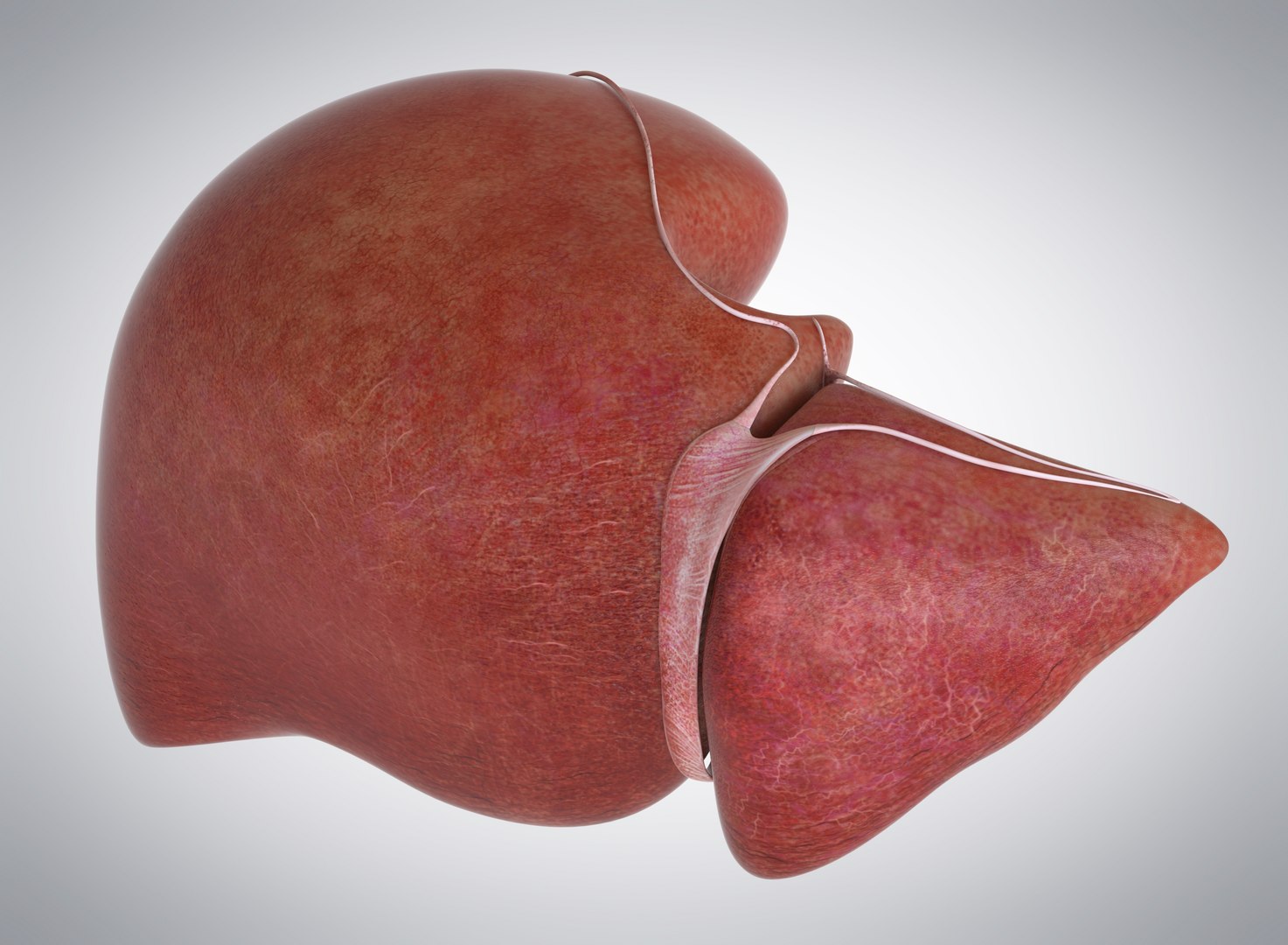 3D Model Human Liver TurboSquid 1175178 3D Model Human Liver TurboSquid 1175178