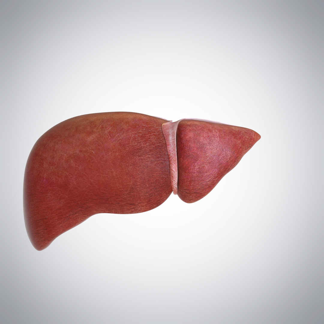 3D Model Human Liver - TurboSquid 1175178