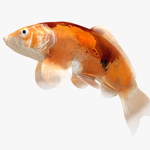 Japanese Carp Fish Rigged L1801 model
