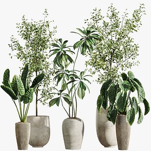 AV Indoor Plants Set 303 Europaea Olive Eucalyptus and Alocasia Jardin and Ficus Fig 3D model