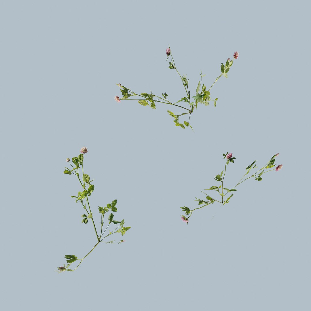 3D model clover https://p.turbosquid.com/ts-thumb/sD/MQezWc/Nj/1/jpg/1613145470/1920x1080/fit_q87/ef4ac6bf979fea4c106224fbaea1822b2b9133fb/1.jpg