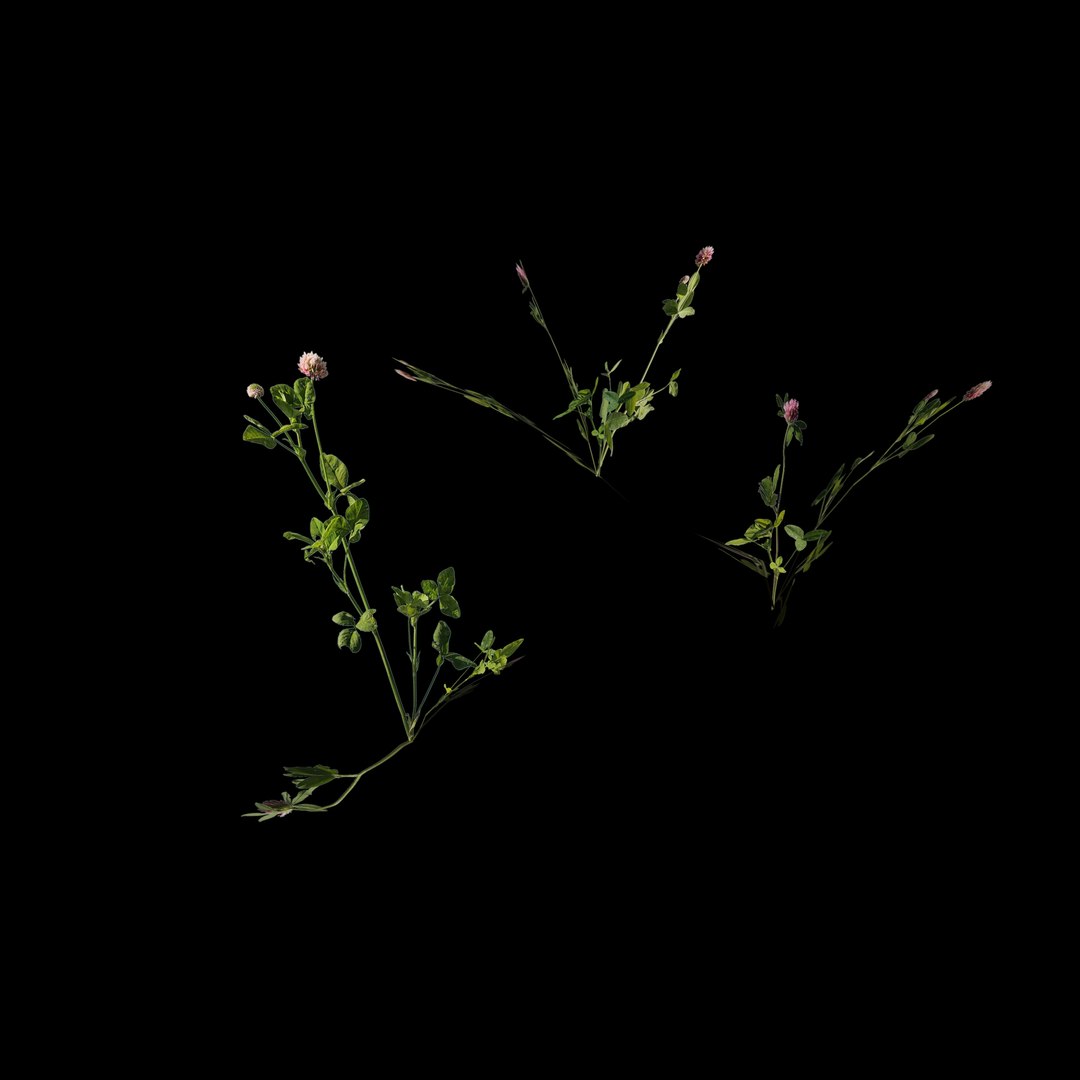 3D model clover https://p.turbosquid.com/ts-thumb/sD/MQezWc/e9/7/jpg/1613145447/1920x1080/fit_q87/0ef0e8bdfd6a959ec91340e9278075a0815a2f66/7.jpg