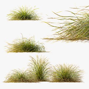 3D AV Stipa arundinacea Anemanthele lessoniana grasses model