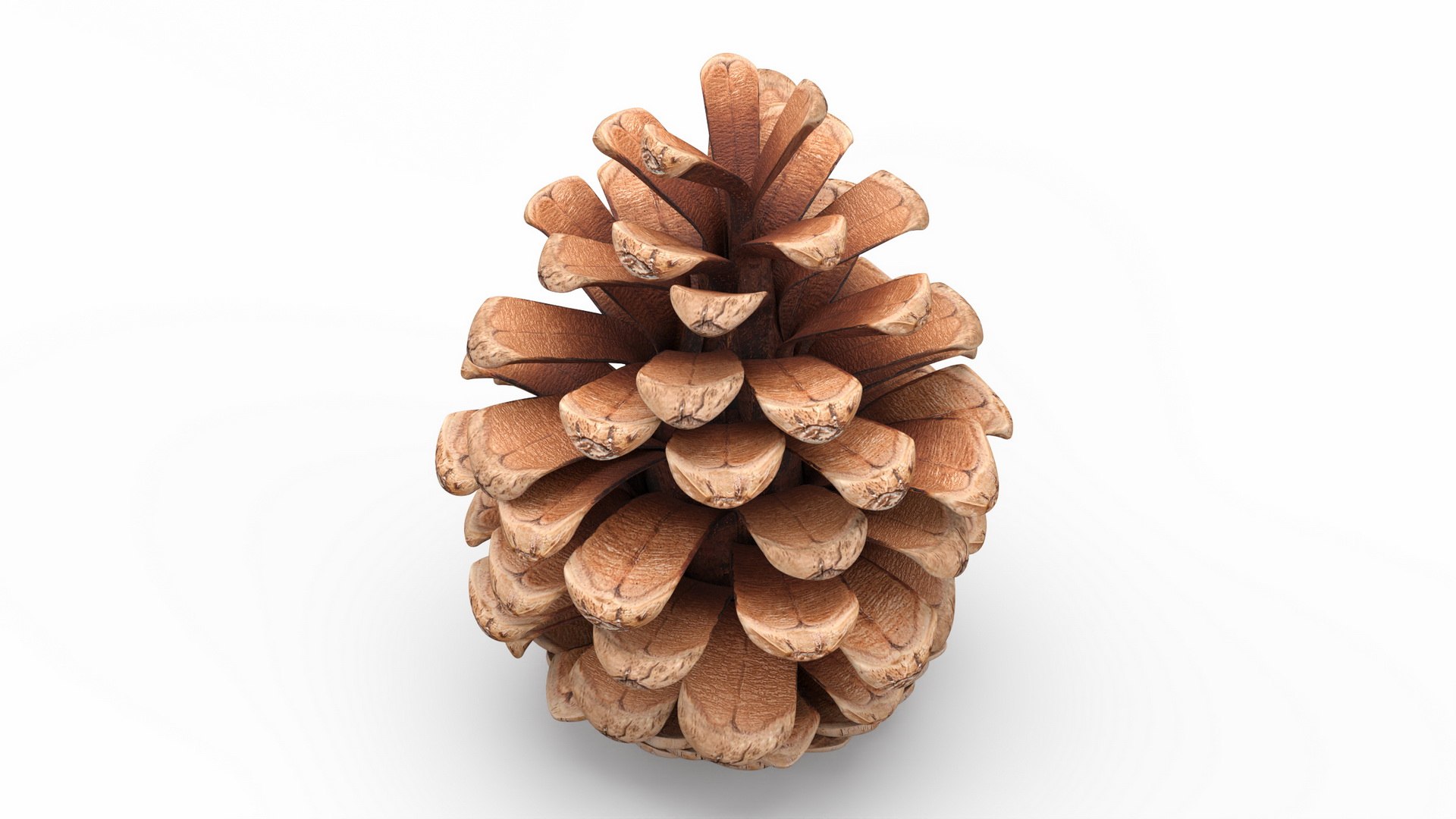 Pine Cones Collection 3D model https://p.turbosquid.com/ts-thumb/sD/Xd4lQB/57/pineconescollection3dmodel009/jpg/1672106594/1920x1080/fit_q87/f8d65858f0195016d250b49c9fc8bad97a60318d/pineconescollection3dmodel009.jpg