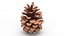 Pine Cones Collection 3D model