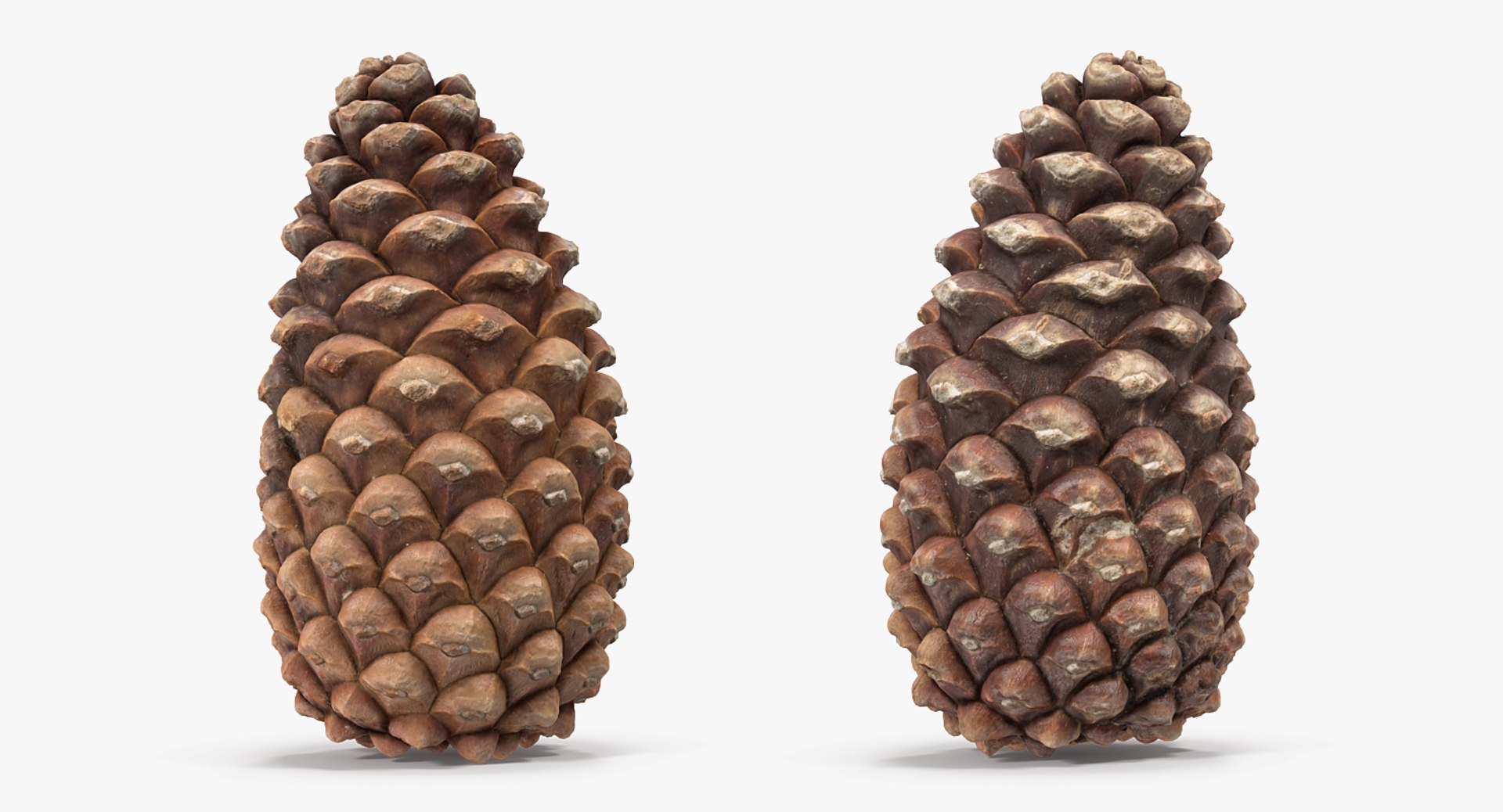 Pine Cones Collection 3D model https://p.turbosquid.com/ts-thumb/sD/Xd4lQB/Ob/pineconescollection3dmodel019/jpg/1672106630/1920x1080/fit_q87/cf47d7d541a24845e67df860a9867eeb0e52f3f8/pineconescollection3dmodel019.jpg
