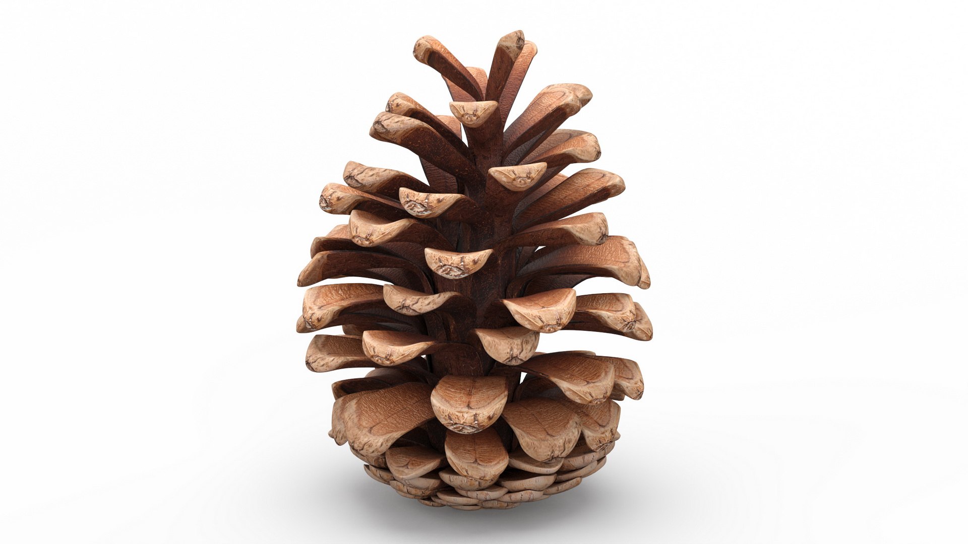 Pine Cones Collection 3D model https://p.turbosquid.com/ts-thumb/sD/Xd4lQB/Vc/pineconescollection3dmodel008/jpg/1672106591/1920x1080/fit_q87/20f14cd0342c8b7f4994c93bf99cd6a392b2b739/pineconescollection3dmodel008.jpg