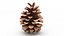 Pine Cones Collection 3D model