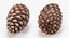 Pine Cones Collection 3D model