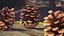 Pine Cones Collection 3D model