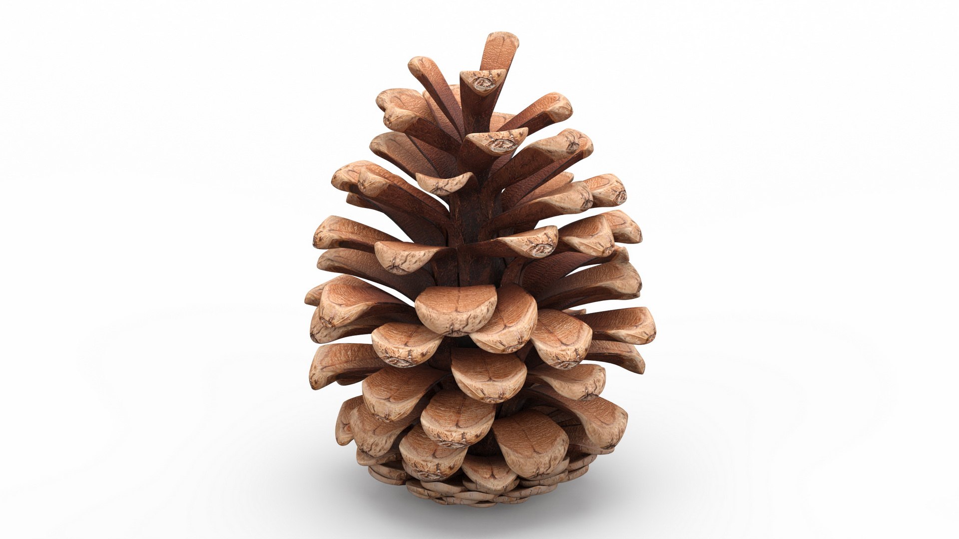 Pine Cones Collection 3D model https://p.turbosquid.com/ts-thumb/sD/Xd4lQB/qu/pineconescollection3dmodel002/jpg/1672106564/1920x1080/fit_q87/48e92bbf2646bcd1ca43b96aee70c80c79eded28/pineconescollection3dmodel002.jpg