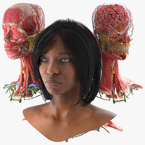 Skin and Complete Anatomy of the Afro Female Head