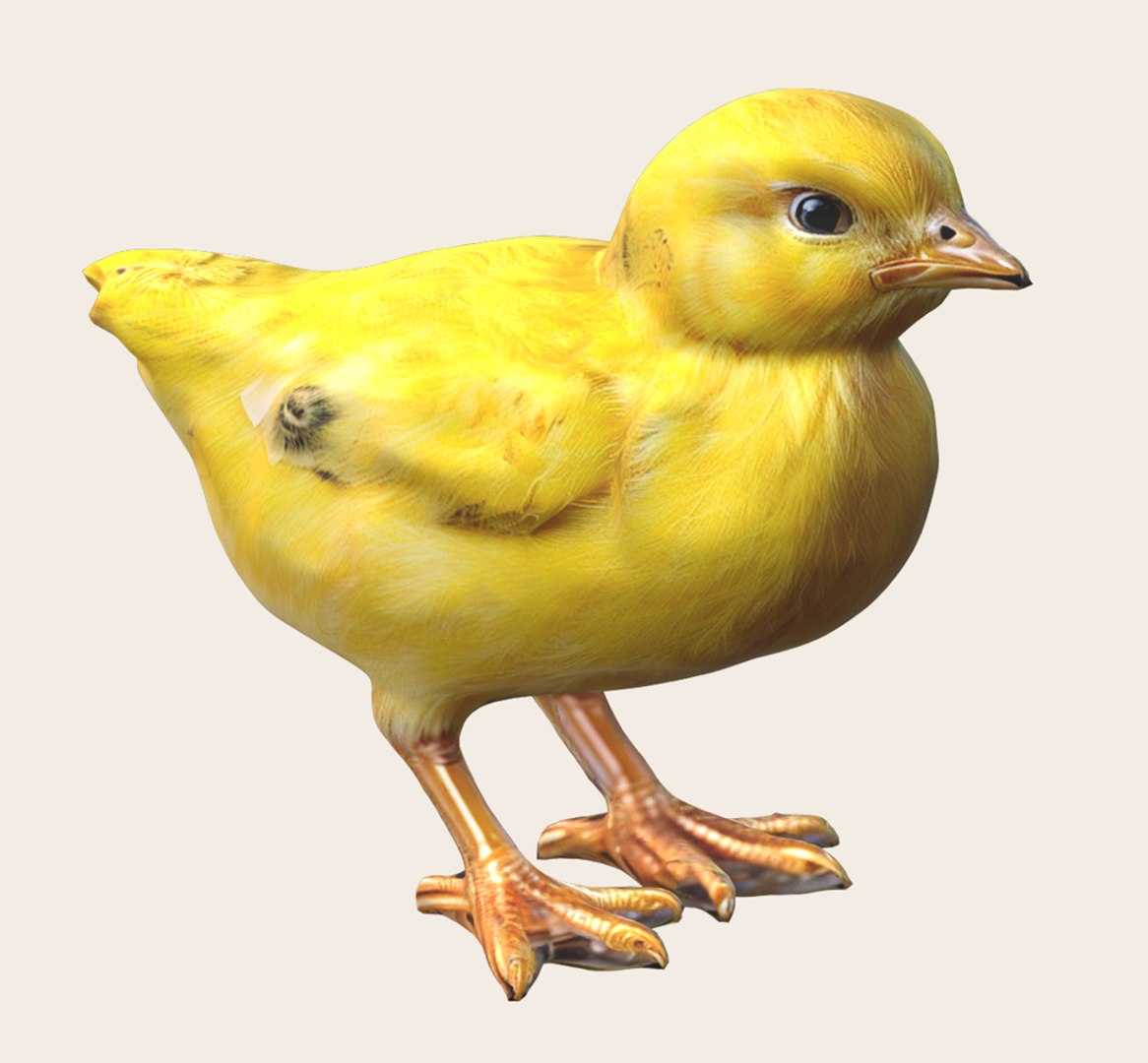 Little Yellow Chick Model TurboSquid 2198862