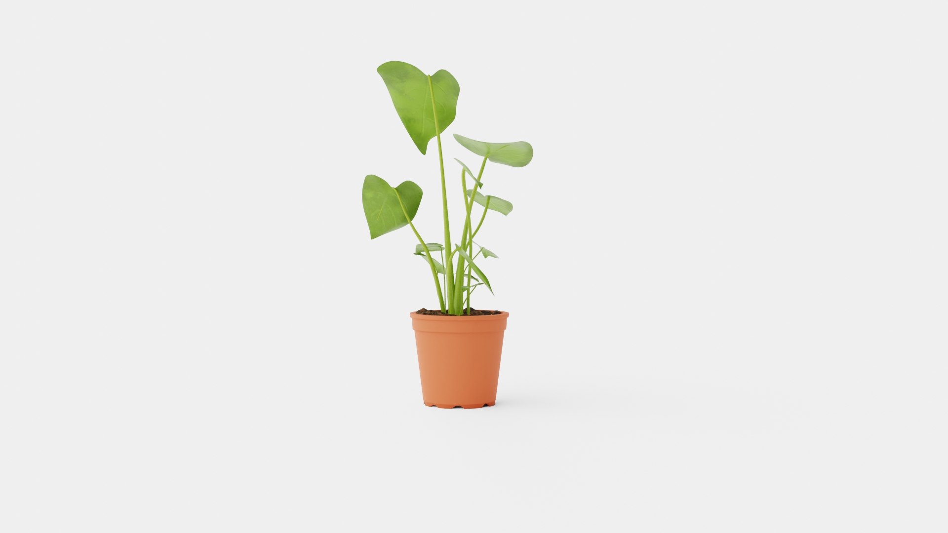 Monstera deliciosa 3D https://p.turbosquid.com/ts-thumb/sD/dv9wgU/1A/preview_3/jpg/1721218780/1920x1080/fit_q87/2ecee68bcb145e444c6d3aff79797798cda3c52e/preview_3.jpg