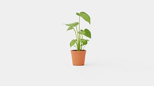 Monstera deliciosa 3D