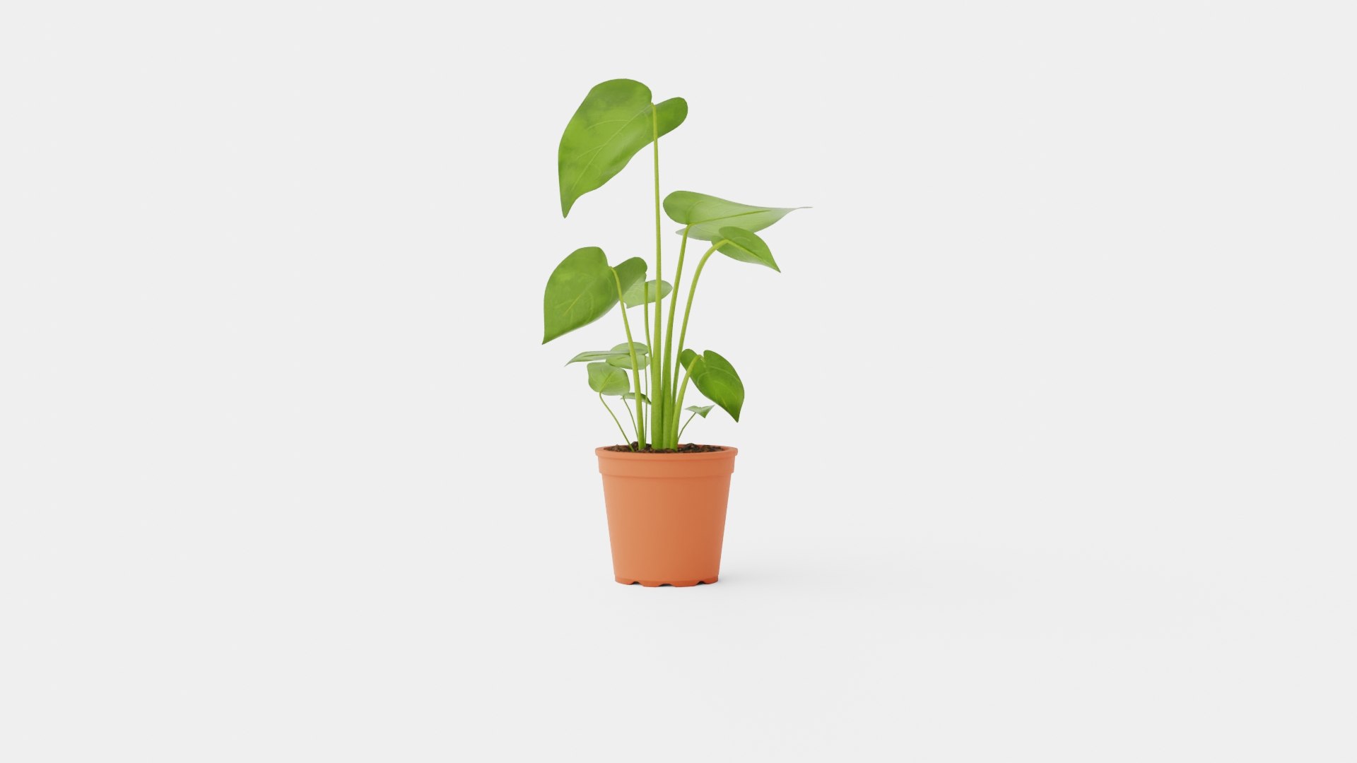 Monstera deliciosa 3D https://p.turbosquid.com/ts-thumb/sD/dv9wgU/TH/preview_4/jpg/1721218788/1920x1080/fit_q87/f0d7483bfbe4df1480c01446d495ae9f55815c07/preview_4.jpg