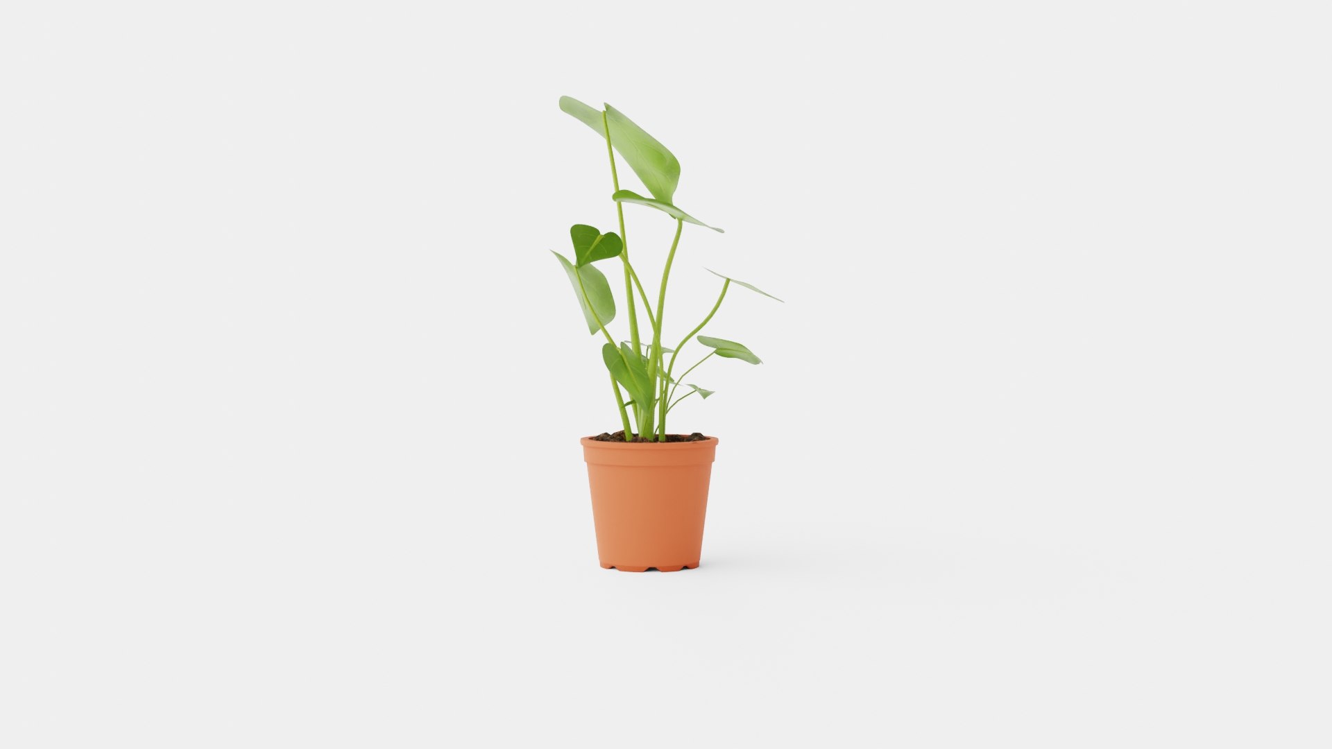 Monstera deliciosa 3D https://p.turbosquid.com/ts-thumb/sD/dv9wgU/pE/preview_2/jpg/1721218773/1920x1080/fit_q87/bf26d987e17205a9167279a297533c5b6c3a8ba9/preview_2.jpg