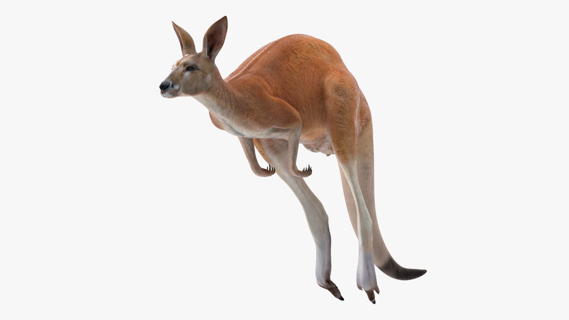 Kangaroo in Motion 3D model preview