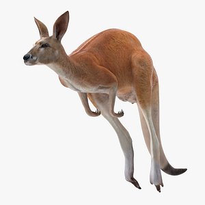 Kangaroo in Motion