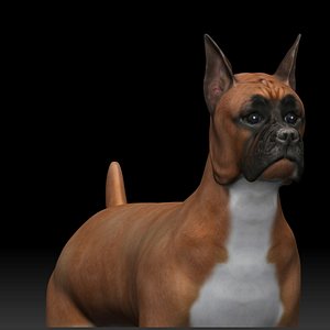 fully rigged low poly Boxer 3D model