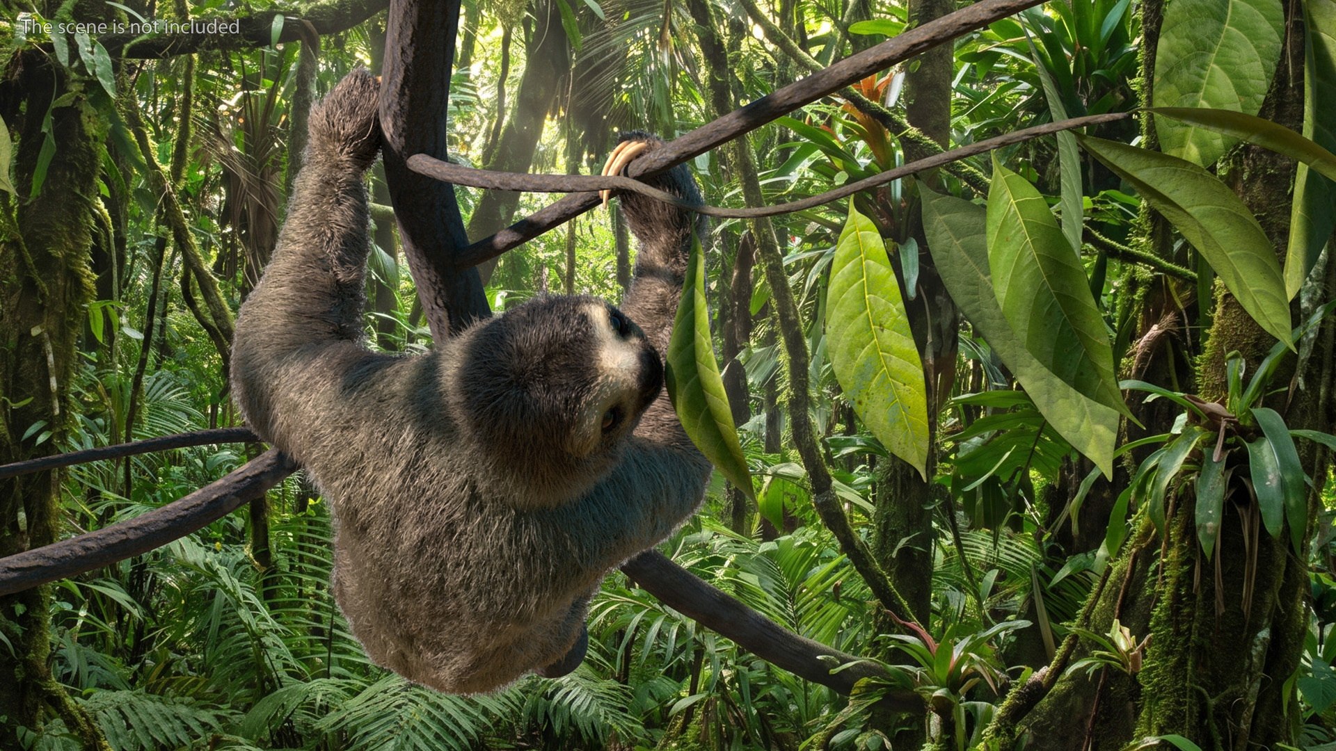 Sloth Fur Set Animated Rigged For Maya 3D model https://p.turbosquid.com/ts-thumb/sD/qduaRt/2N/sloth_fur_set_animated_rigged_for_maya_003/jpg/1792016280/1920x1080/fit_q87/7c2d7d8d2d928a0388ef4bf5afc142003e455b88/sloth_fur_set_animated_rigged_for_maya_003.jpg